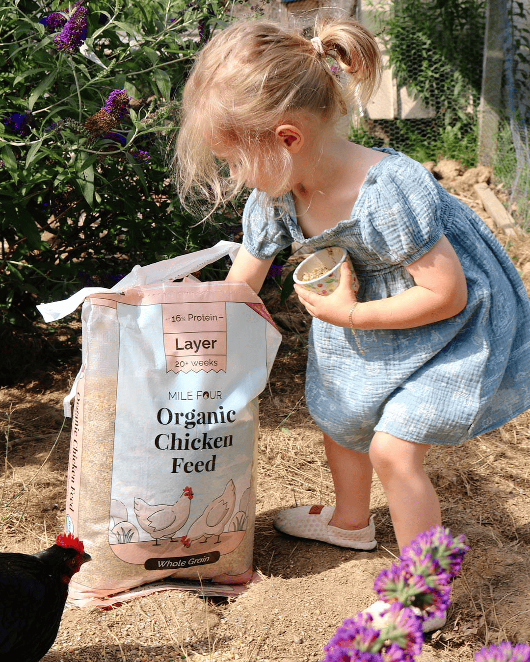 Mile Four Organic Layer Chicken Feed - Corn-Free Soy-Free Non-GMO