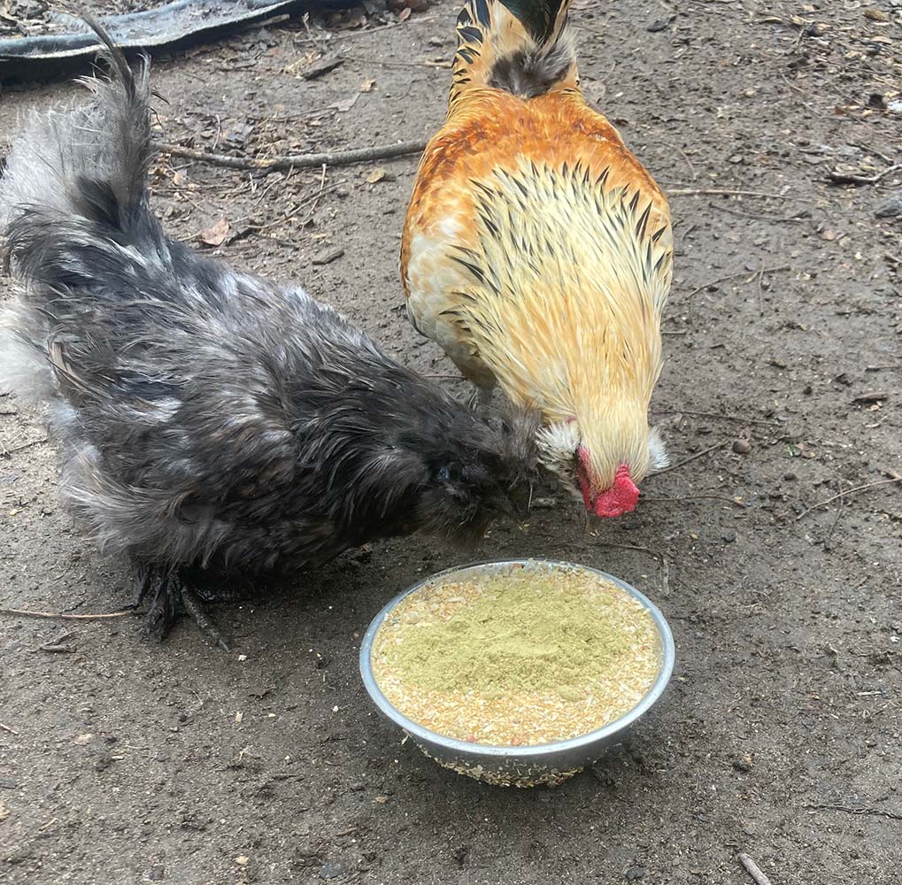 Organic Pumpkin Seed Delight - Chicken Feed Supplement 2lb Jar