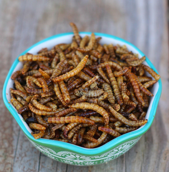 Dried Mealworms for Chickens - USA Raised LoveBugs Protein Treat