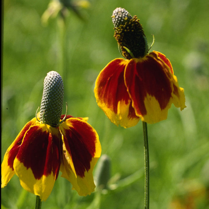 Mexican Hat (pack)
