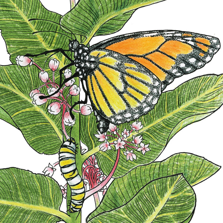 Peaceful Valley Save the Monarch Kit - California (1/8 lb)