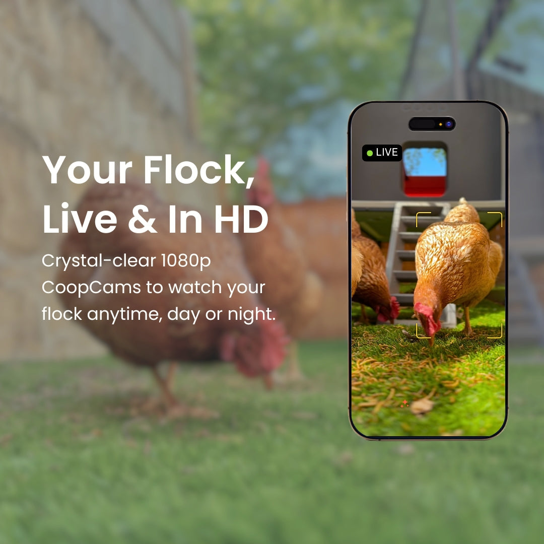 Smart Automated Chicken Coop + Steel Run - AI Cameras & App Control