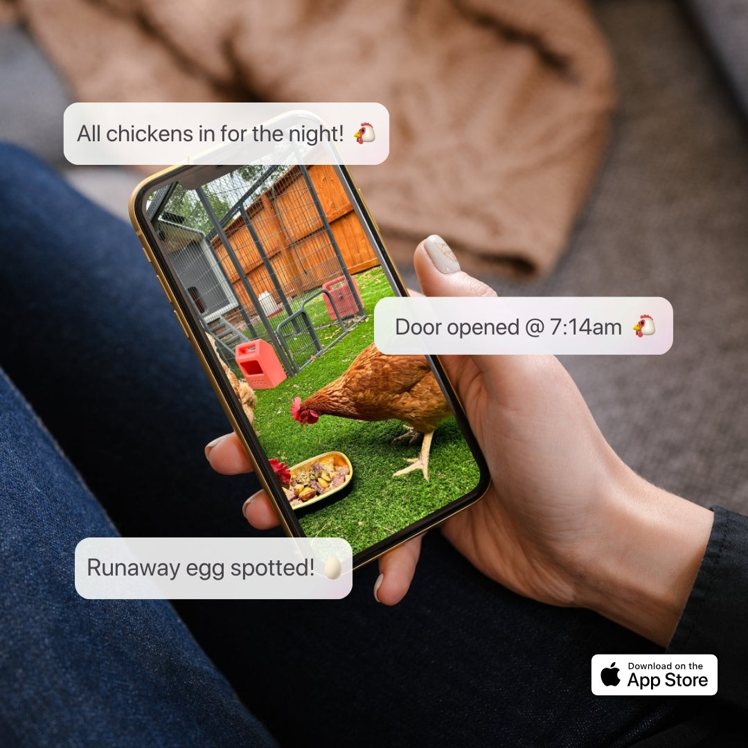 El gallinero inteligente + base (+ ¡pollitos gratis! 🐣)
