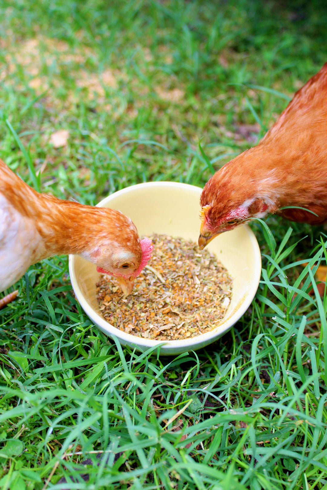 BreatheRight Natural Herb Blend for Chicken Coops - Respiratory Support