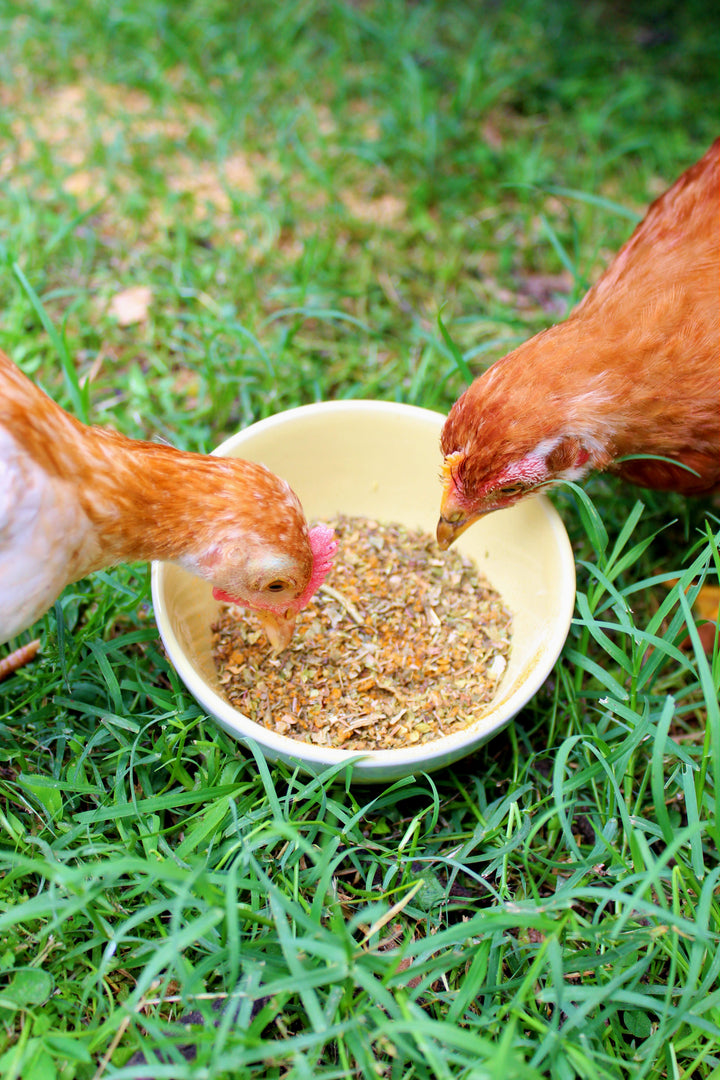 BreatheRight Natural Herb Blend for Chicken Coops - Respiratory Support