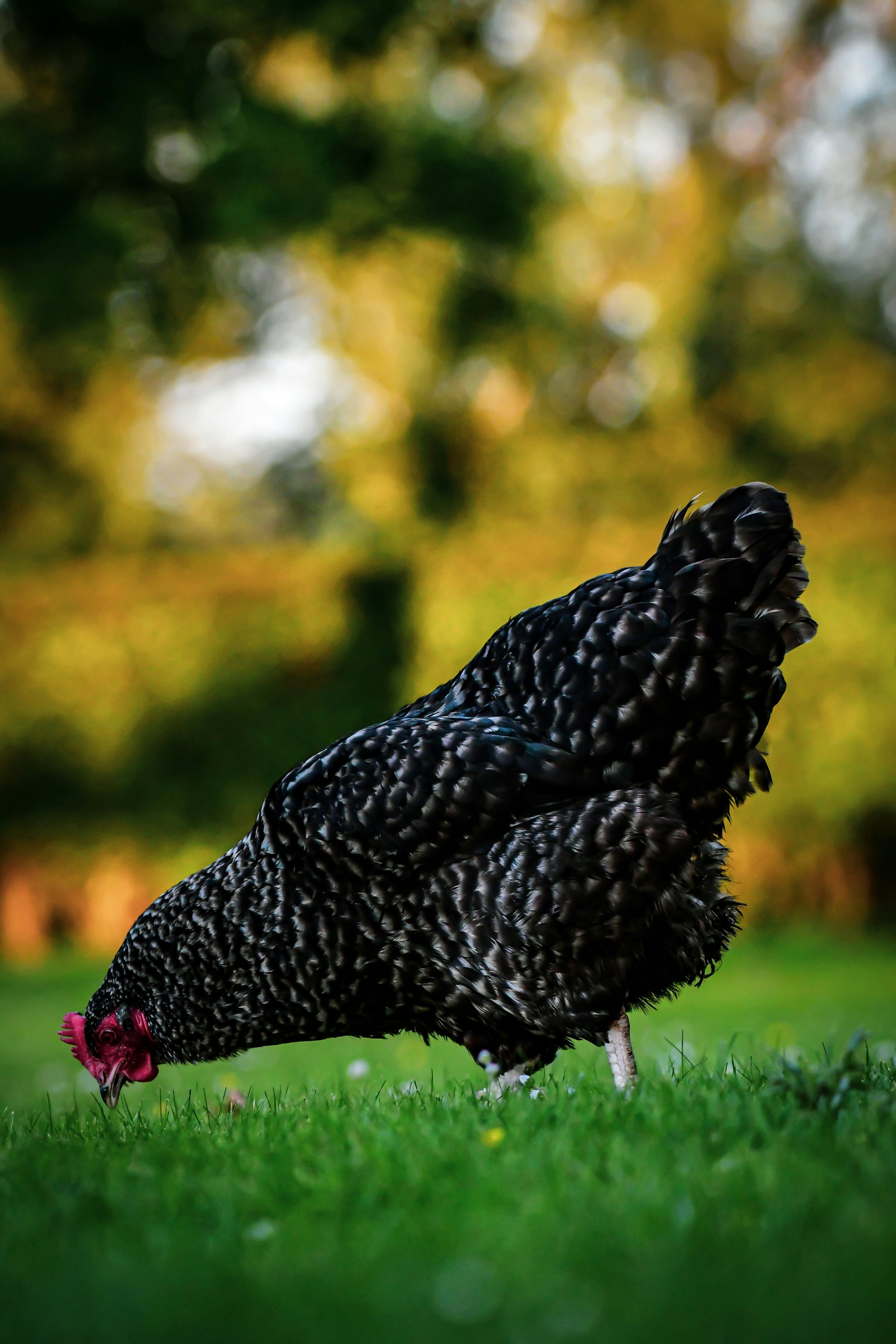 Olive Egger hens, 6-10 weeks old, showcasing unique olive-green eggs, ideal for backyard flocks by Az Chickens