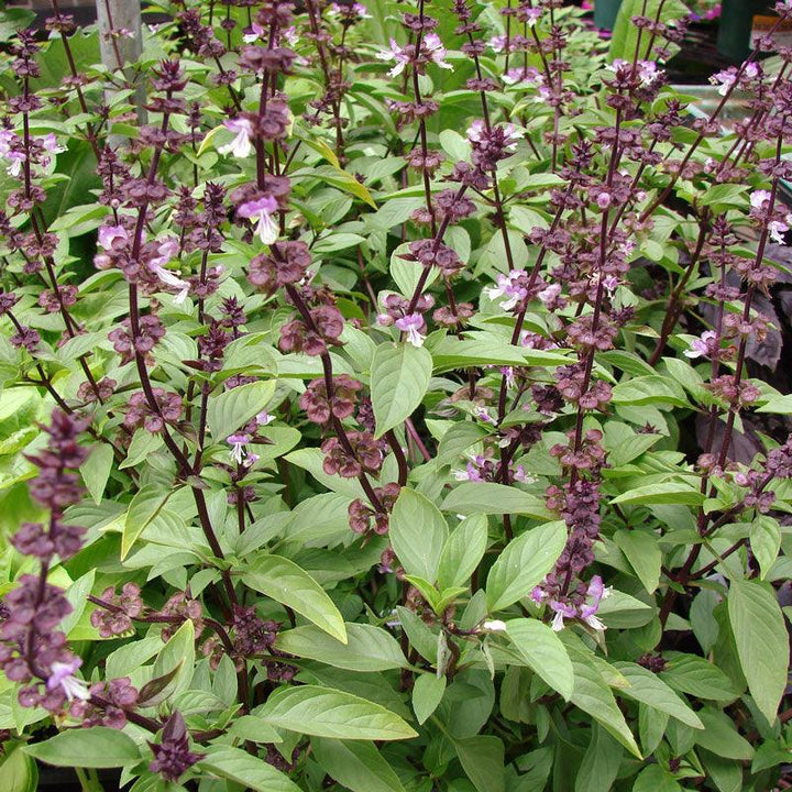Semillas de albahaca tailandesa (orgánica)