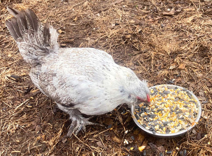 Omega Burst Chicken Treat by Dahlia Pets, 4lb bag with flax and black soldier fly larvae for nutritious chicken feeding.