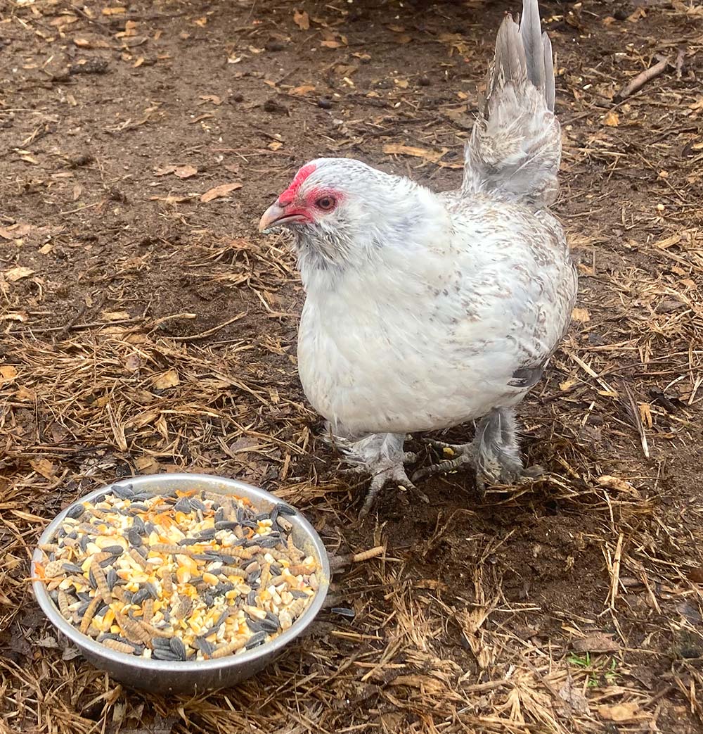 Gray chicken pecking at a bowl of Omega Burst Chicken Treat with flax and black soldier fly larvae.
