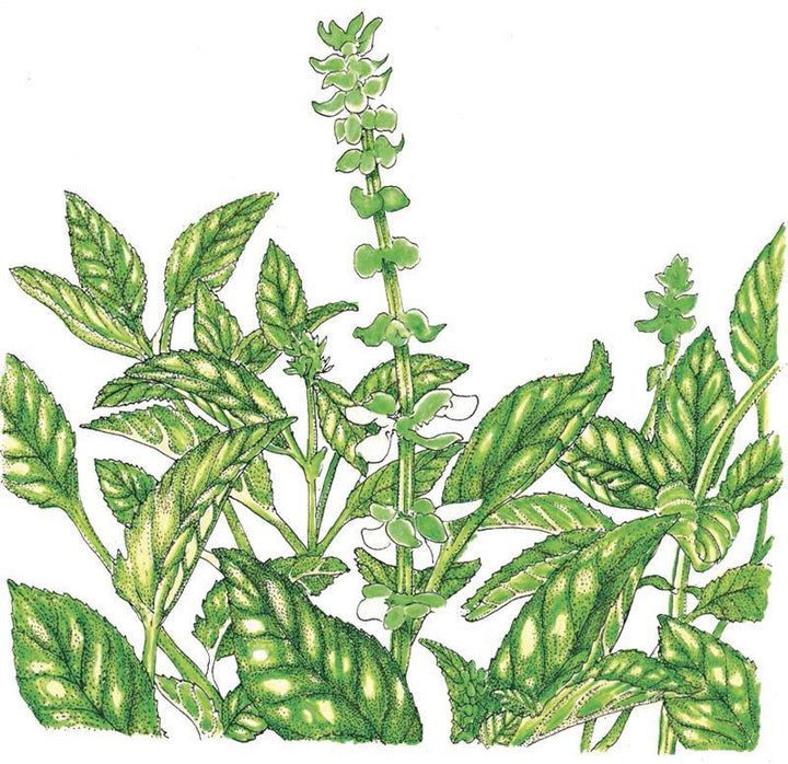 Sweet Basil Seeds (Organic)