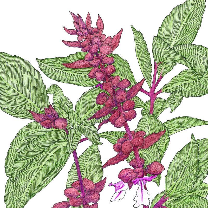 Semillas de albahaca tailandesa (orgánica)