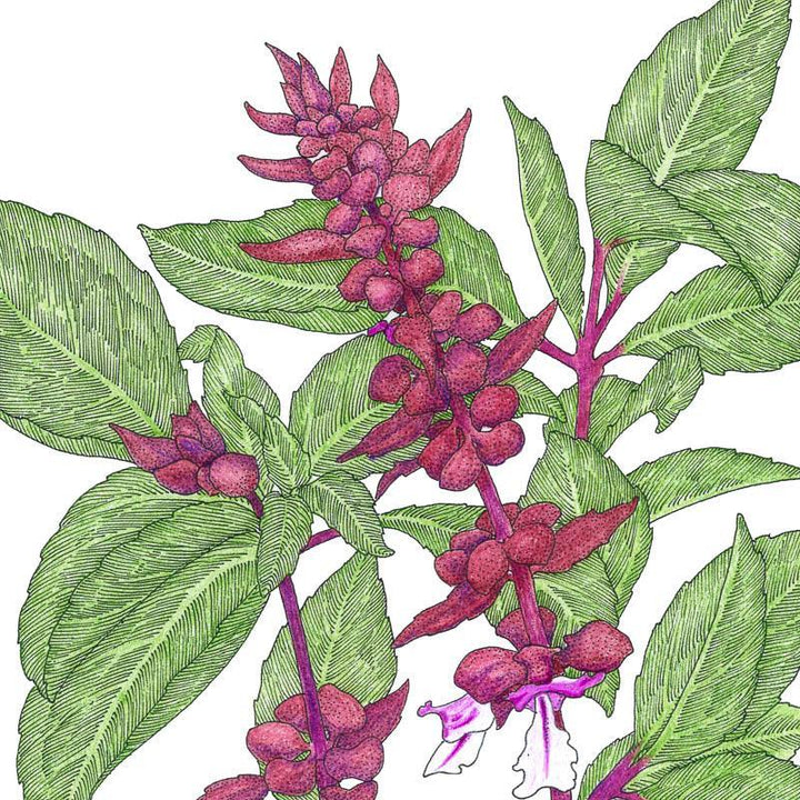 Semillas de albahaca tailandesa (orgánica)