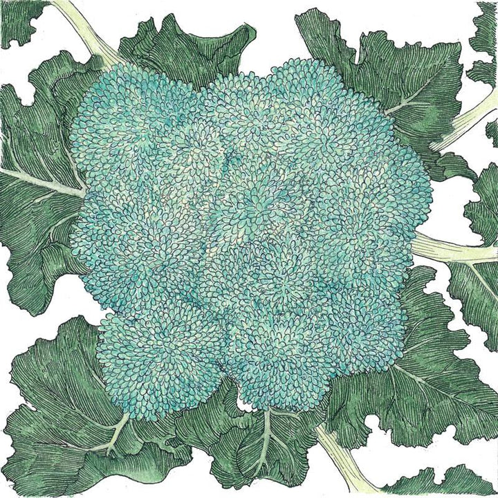 Calabrese Broccoli Seeds (Organic)