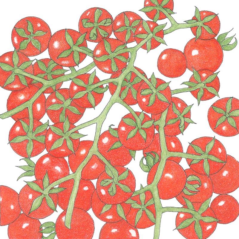 Matt's Wild Cherry Tomato Seeds (Organic)