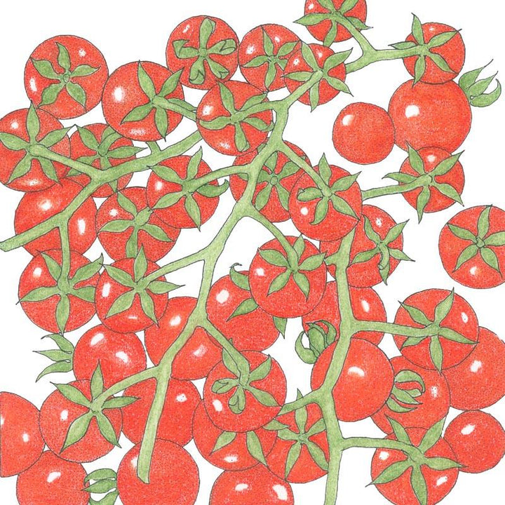 Matt's Wild Cherry Tomato Seeds (Organic)