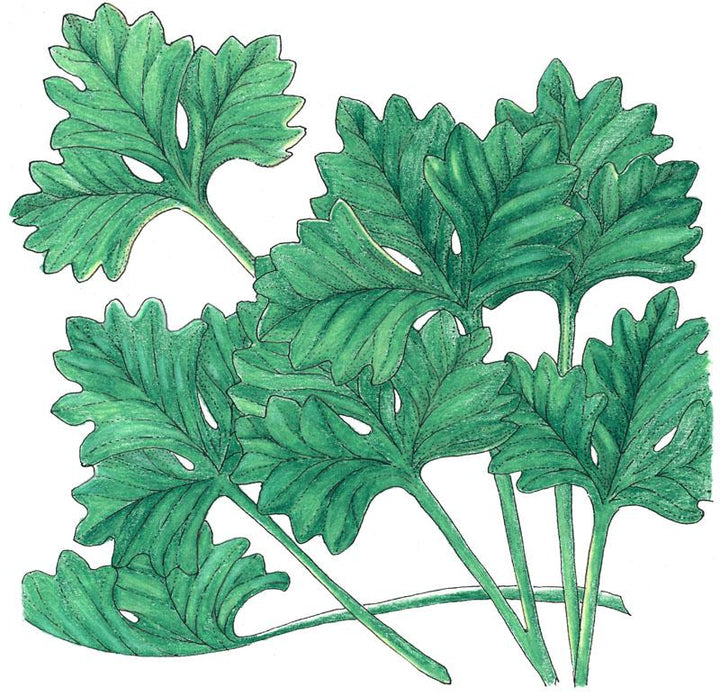 Cilantro Seeds (Organic)