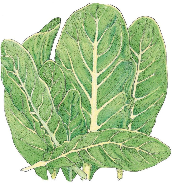Little Gem Lettuce Seeds (Organic)