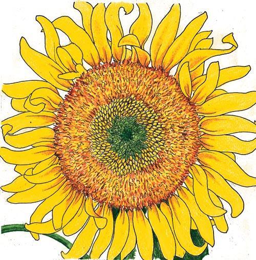 Semillas de girasol mamut ruso (orgánicas)