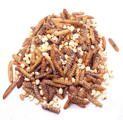 Protein-rich chicken foraging treat with black soldier fly larvae for backyard chickens by Dahlia Pets.