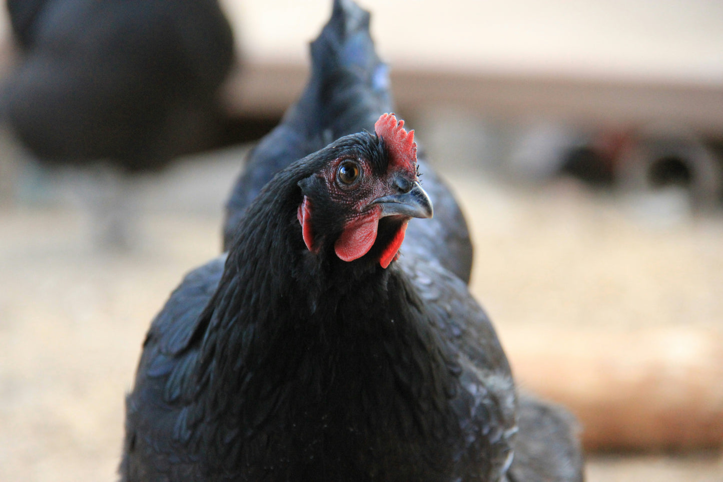 Resilient Black Australorp hens, 10 weeks old, showcasing glossy black feathers, bred for prolific egg laying, by Az Chicken