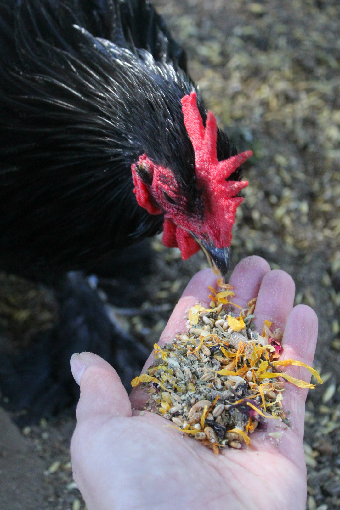 PowerHen High Protein Chicken Treat - Mealworms & Black Soldier Fly
