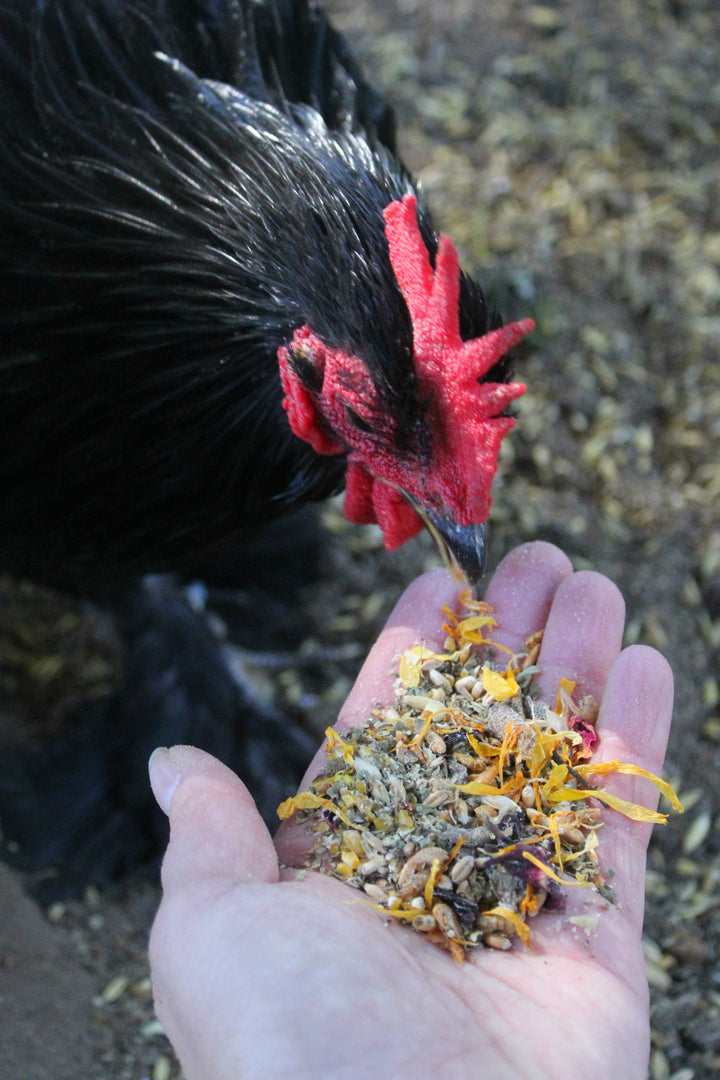 PowerHen High Protein Chicken Treat - Mealworms & Black Soldier Fly