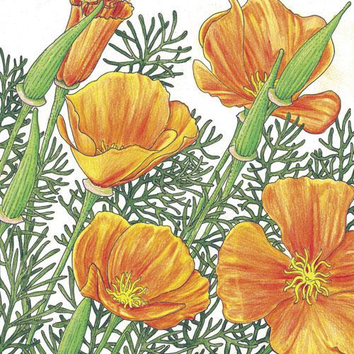 Poppy, California Golden (1/4 lb)