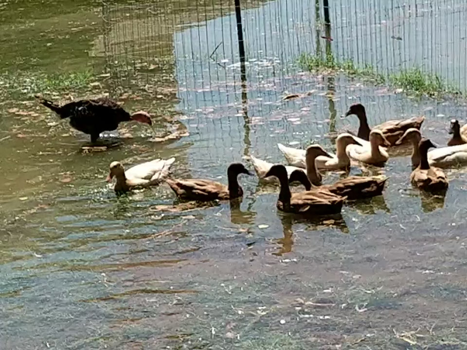 Khaki Campbell Duck Hens – 6 Months Old, Ready to Lay