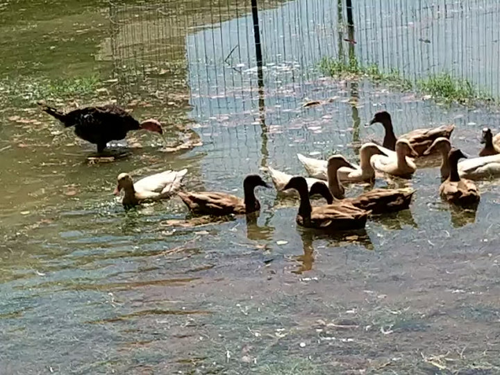Khaki Campbell Duck Hens – 6 Months Old, Ready to Lay