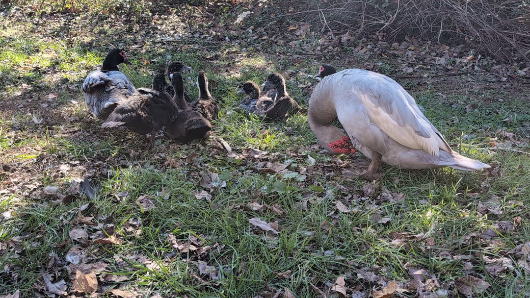 Muscovy Ducklings - Quiet Hardy Dual-Purpose Breed for Eggs & Meat