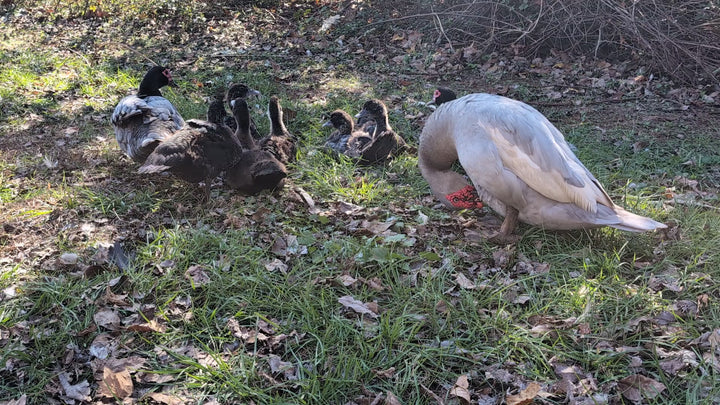 Muscovy Ducklings - Quiet Hardy Dual-Purpose Breed for Eggs & Meat