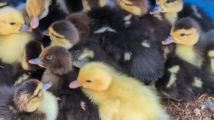 Muscovy Ducklings - Quiet Hardy Dual-Purpose Breed for Eggs & Meat