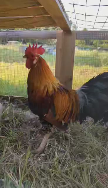 Ayam Ketawa Huevos para incubar, La gallina que ríe