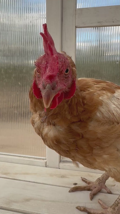 Gallinas ponedoras o pollitas - Disponibles AHORA