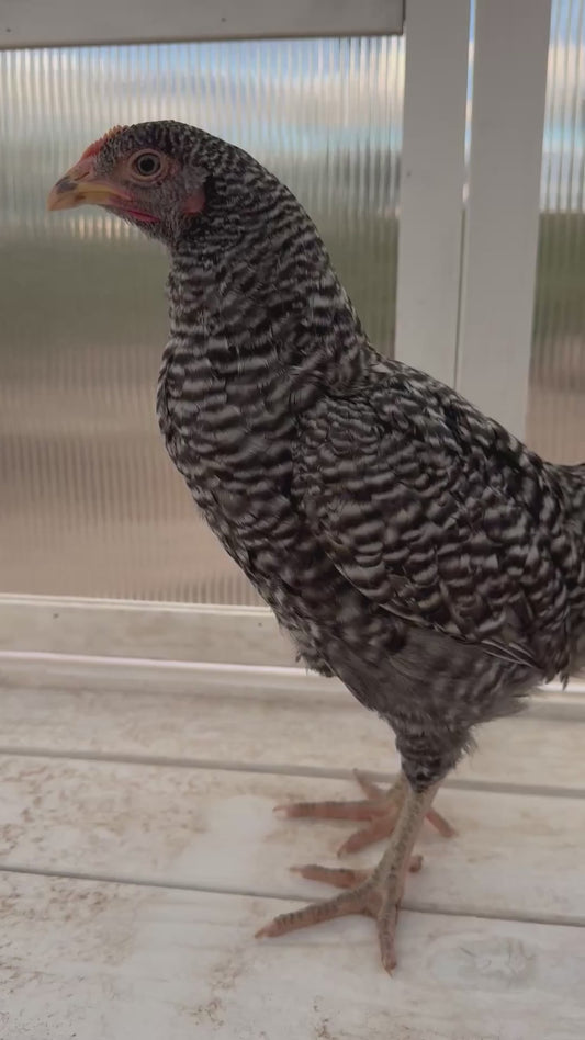 Barred Rock pullets, 6-10 weeks old, displaying grey and black striped feathers from Az Chickens