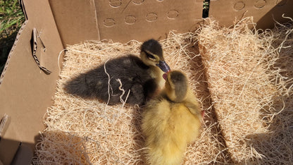 Patitos de Moscovia: una raza tranquila, resistente y de doble propósito para producir huevos y carne.