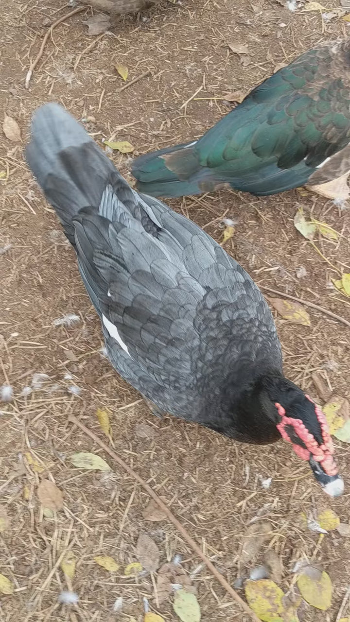 Muscovy Ducklings - Quiet Hardy Dual-Purpose Breed for Eggs & Meat