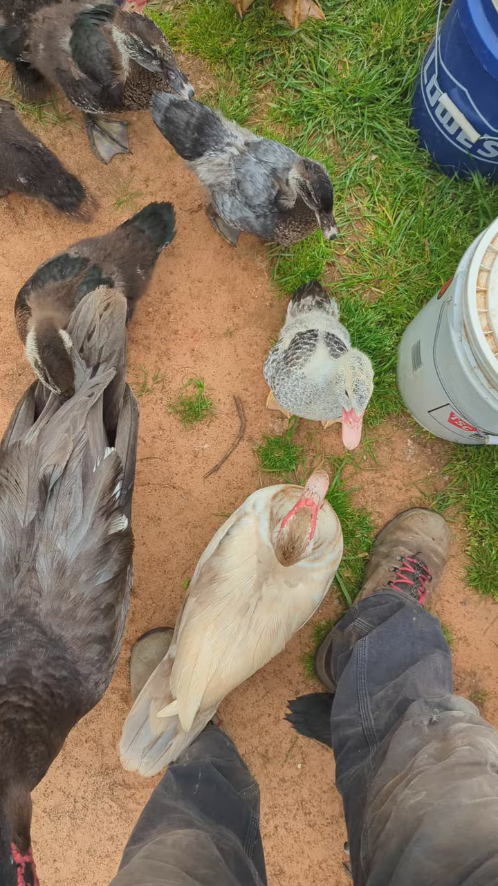 Muscovy Ducklings - Quiet Hardy Dual-Purpose Breed for Eggs & Meat