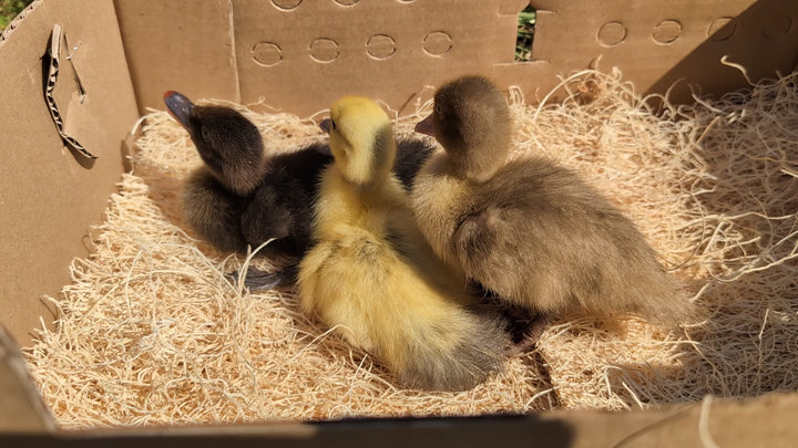 Muscovy Ducklings - Quiet Hardy Dual-Purpose Breed for Eggs & Meat