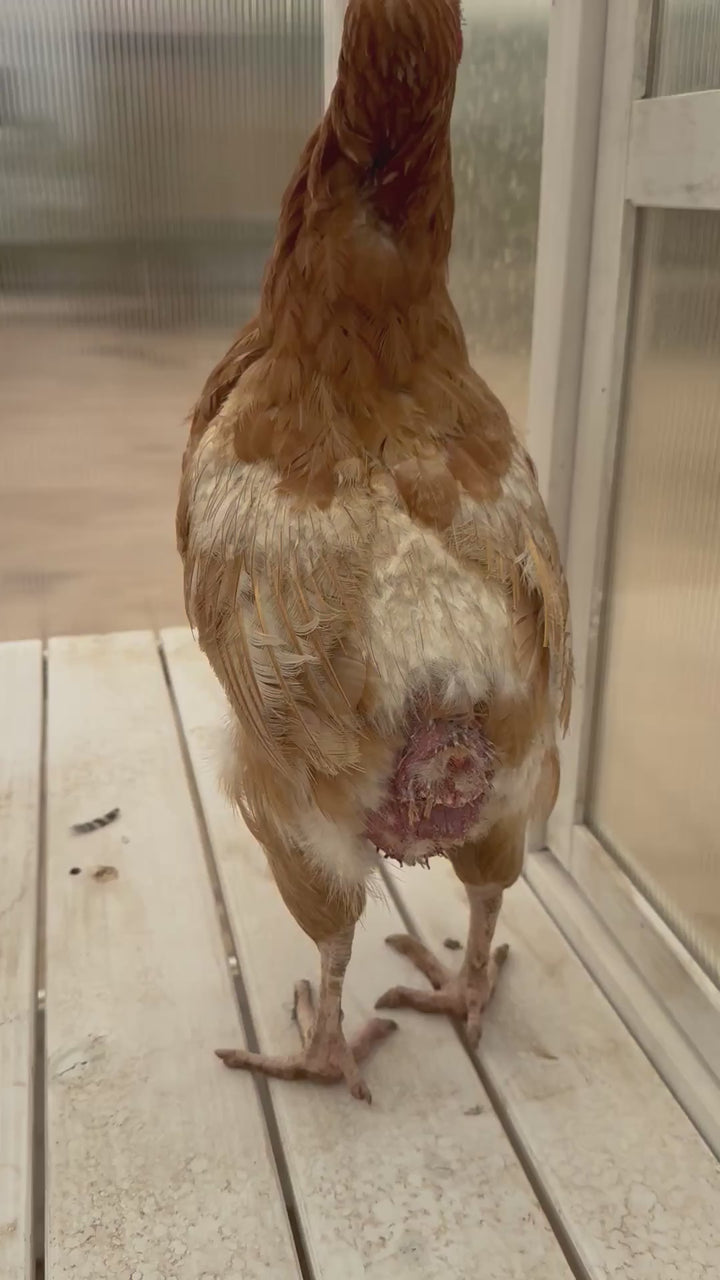 Mature Laying Hens - Heat Hardy Pasture Raised Arizona Layers