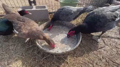 Patitos de Moscovia: una raza tranquila, resistente y de doble propósito para producir huevos y carne.