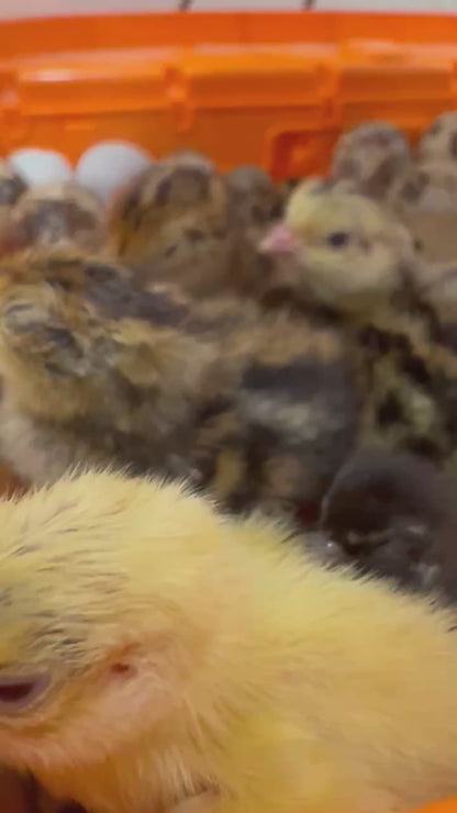 Celadon Quail Chicks - Blue Egg Laying Breed for Backyard Farms