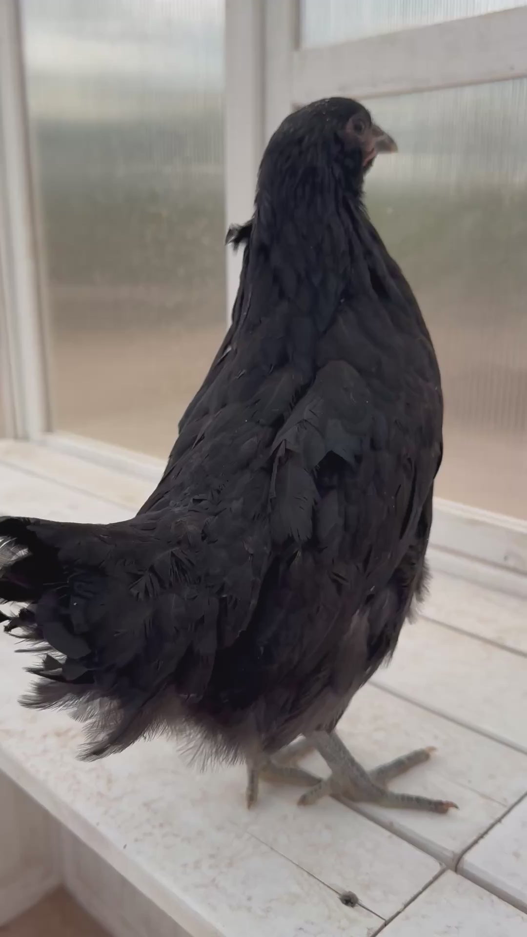 Resilient Black Australorp Hens - Prolific Egg Laying Chickens