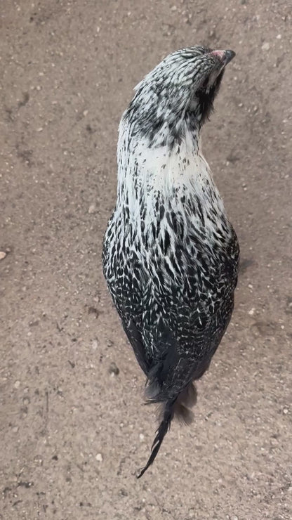 Easter Egger Hens - Colorful Egg Layer Chickens