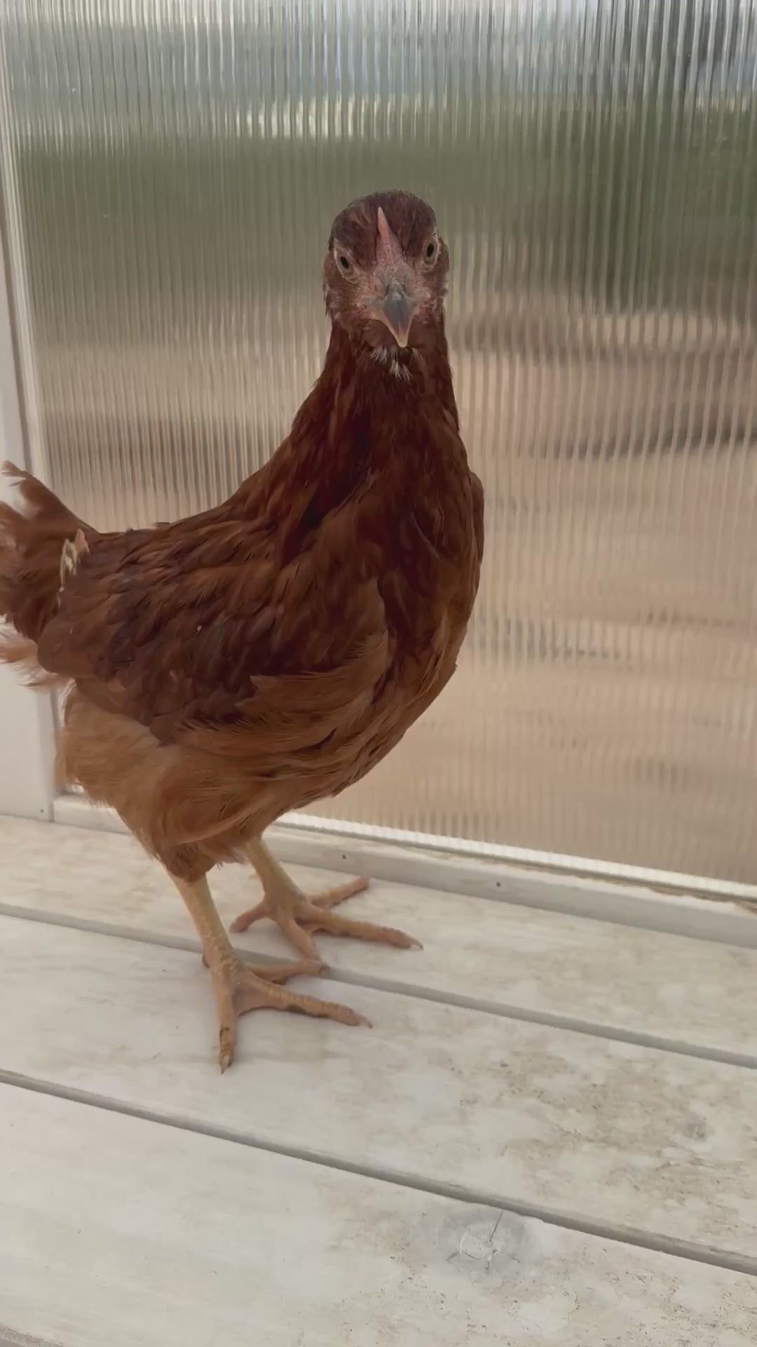 Gallinas de Rhode Island Red