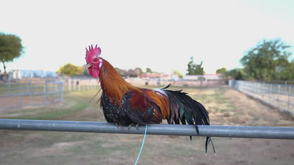 Ayam Ketawa Laughing Chicken - Indonesian Royal Breed Juveniles & Adults