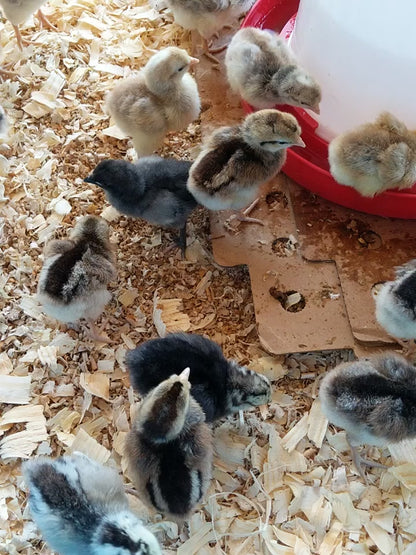 Chicks Now™ Elite – Premium Chick Starter Kit with Priority Shipping & 14-Day Warranty