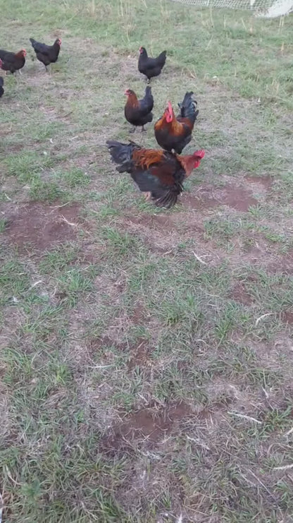 French Black Copper Marans Chickens - Dark Chocolate Egg Layers