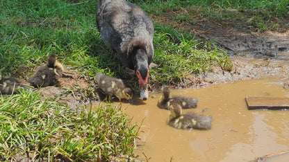 Patitos de Moscovia: una raza tranquila, resistente y de doble propósito para producir huevos y carne.