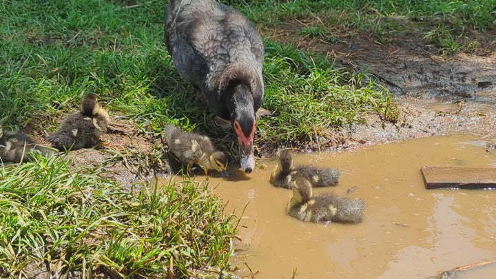 Muscovy Ducklings - Quiet Hardy Dual-Purpose Breed for Eggs & Meat